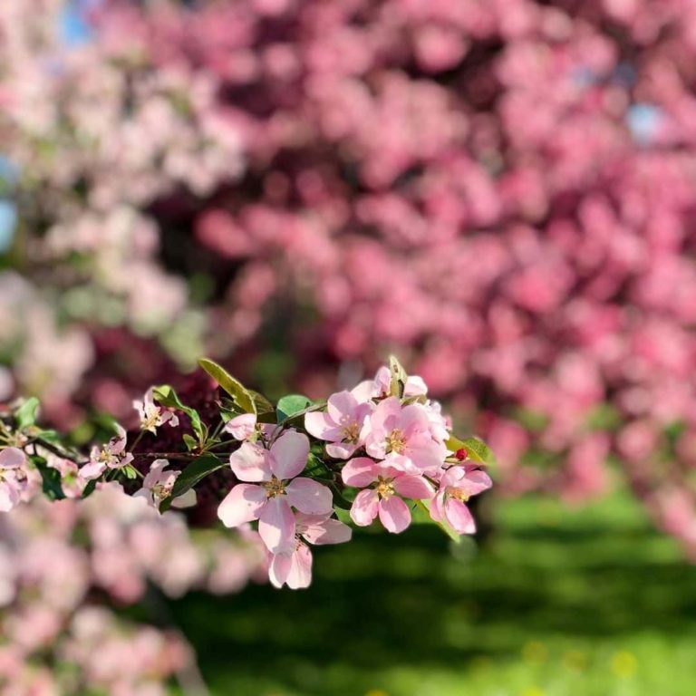 Central Experimental Farm Cherry Blossoms