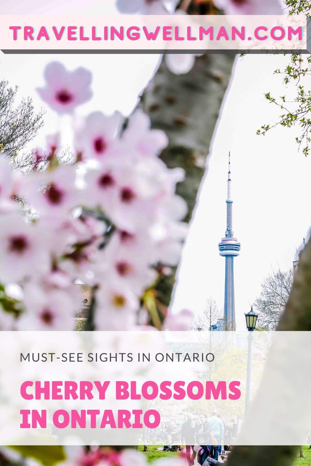 Cherry Blossoms in Ontario Guide