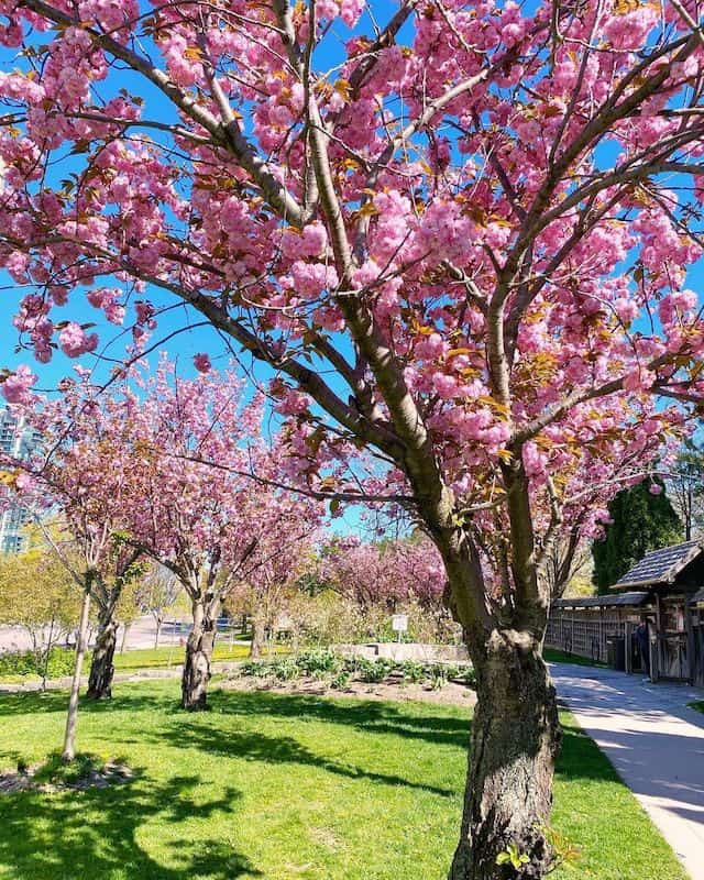 Kariya Park Cherry Blossoms