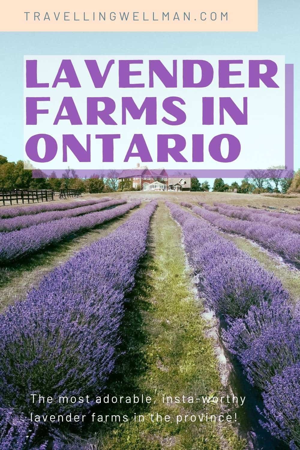 Lavender Farms in Ontario