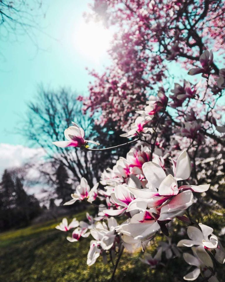 Niagara Botanical Gardens Cherry Blossoms