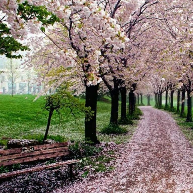 Cherry Blossoms in Ontario Spencer Smith Park Burlington