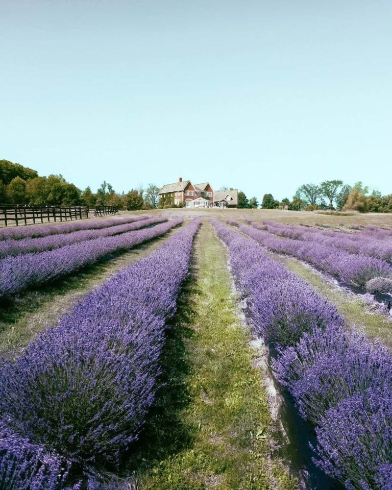 Purple Hill Lavender Farm
