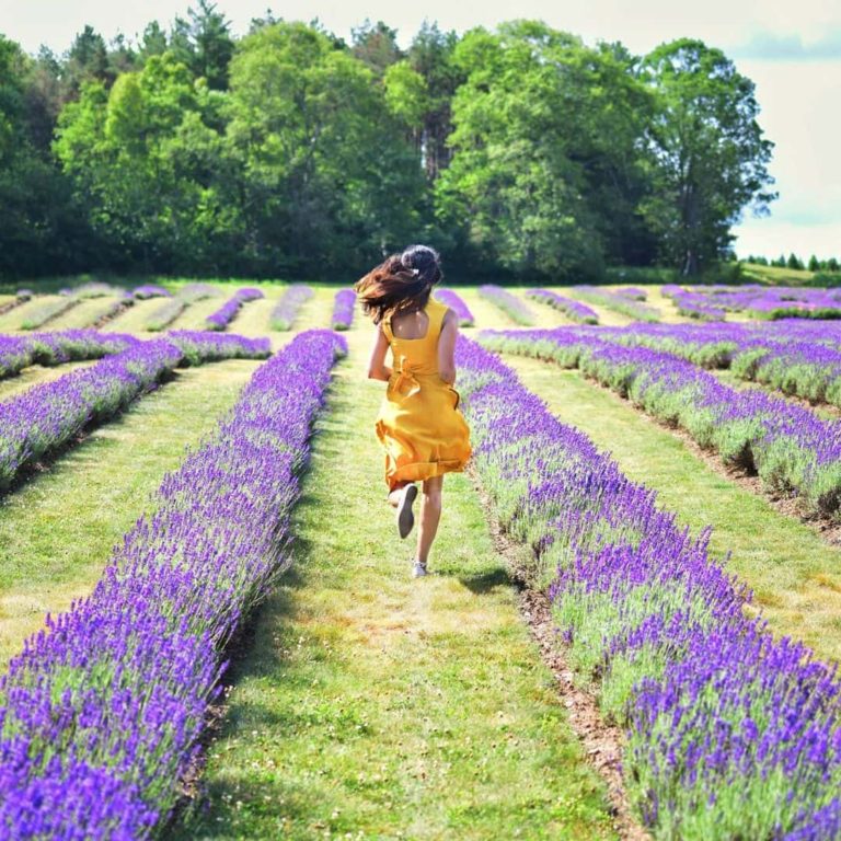 Laveanne Lavender Farm