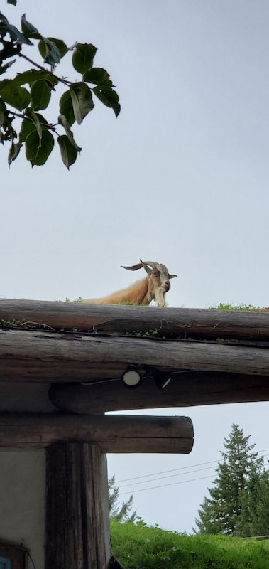 Old Country Market Goats on the Roof
